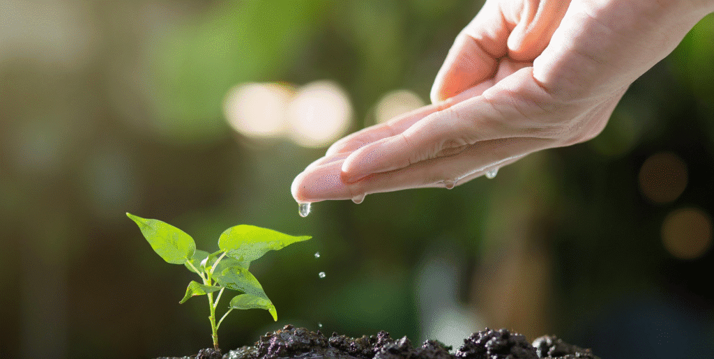 Hand watering a young plant in soil, symbolizing Catch the Fire India Foundation’s commitment to nurturing lives and transforming futures.